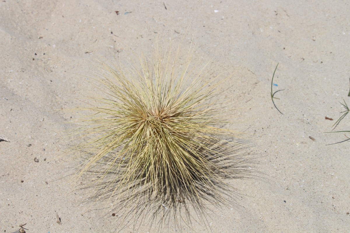 Spinifex littoreus (Burm.f.) Merr.